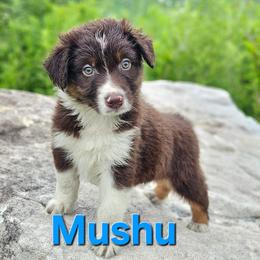 Mushu - Red tri-color male Australian Shepherd puppy in Trout Run, Pennsylvania from Rose Valley Aussies