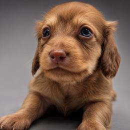 Java AKC limited - Cream female Dachshund puppy in Bartlesville, Oklahoma from Kippers Keepsake Dachshunds