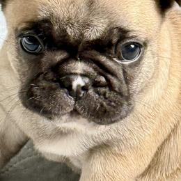 American Bully and French Bulldog Puppies from Bolt Action Kennel