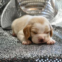 Apple Jack - Red and white male Beagle puppy in Viper, Kentucky from Mountain Top