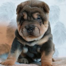 Carrie - Blue sable female Chinese Shar-Pei puppy in Clarksville, Tennessee from Wrinkle Bum Shar-Pei