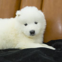 Samoyed Puppies from Desert Snow Samoyeds