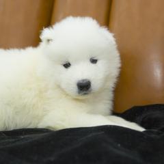 Samoyed Puppies from Desert Snow Samoyeds