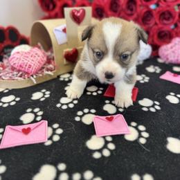 Cupid - Sable male Pembroke Welsh Corgi puppy in Millsap, Texas from Punchy Pembroke Ranch