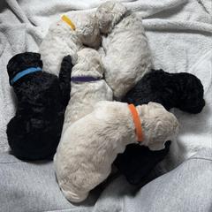 Poodle Puppies from Singita Standard Poodles