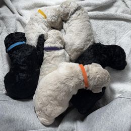 Poodle Puppies from Singita Standard Poodles