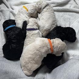 Poodle Puppies from Singita Standard Poodles