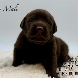 Gray - Chocolate male Labrador Retriever puppy in San Diego County, California from Travis’ Chocolate Labradors