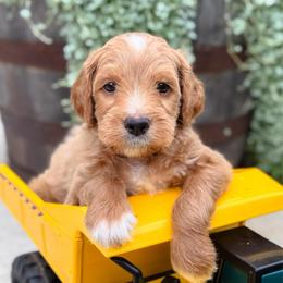 Ticket - Apricot male Goldendoodle puppy in Wharton, Texas from Little Fur Friends