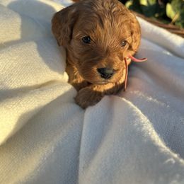 Girl 1 - Red Cavapoo puppy in Pleasant Grove, Utah from Puppy Buddy USA