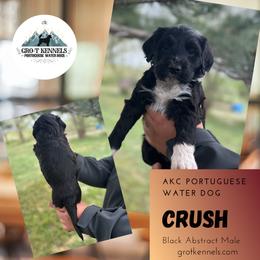 Crush - Black and white male Portuguese Water Dog puppy in Weston, Idaho from Gro-T Kennels
