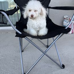 Angel - White female Poodle puppy in Deltona, Florida from Poodles by CNC