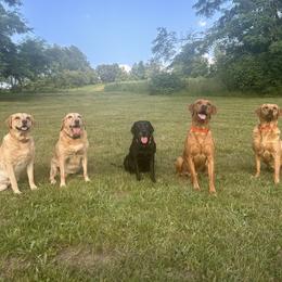 Labrador Retriever Puppies from Valley Creek Dog Boarding and Training