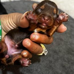 Milli - Chocolate and tan female Yorkshire Terrier puppy in Detroit, Michigan from Friends4everkennel LLC