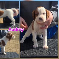 Girl 1 - Red and white female Irish Red and White Setter puppy in Glenwood City, Wisconsin from NyaStar