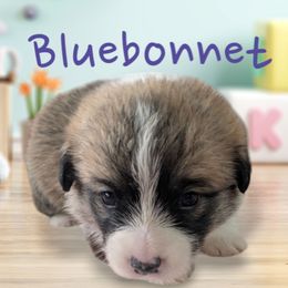 Bluebonnet - Red Pembroke Welsh Corgi puppy in Berkeley Springs, West Virginia from Hummingbird Farm