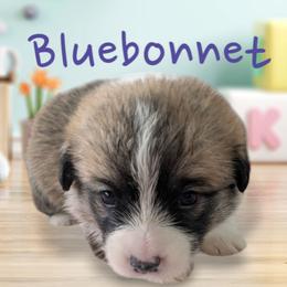Bluebonnet - Red Pembroke Welsh Corgi puppy in Berkeley Springs, West Virginia from Hummingbird Farm