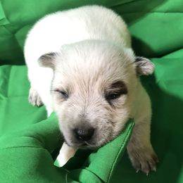 Litter 61-04 - Red speckled male Australian Cattle Dog puppy in Sheridan, Oregon from 6pk Cattledogs