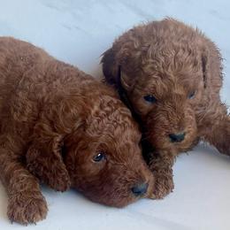 To be determined - Red  female Goldendoodle puppy in South Jordan, Utah from Wasatch Pup