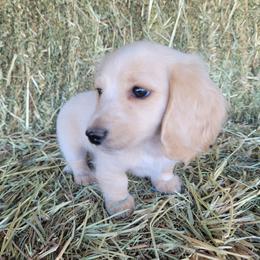 Freckles - Piebald female Dachshund puppy in Moses Lake, Washington from Dynamic Doxies