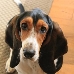 Basset Hounds from S&S American Bassets