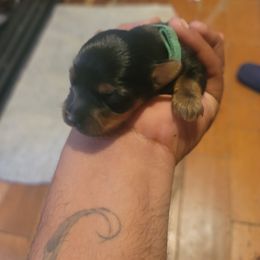 Dash - Black and tan male Silky Terrier puppy in City Of Orange, New Jersey from Fur-Ever Friends