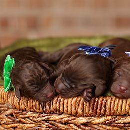 Australian Labradoodle, Bernedoodle, and Goldendoodle Puppies from Golden Fields Doodles