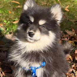 Minnie - Black and white female Pomsky puppy in Cadillac, Michigan from JHS Pomskies