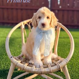 Primrose - Cream female Goldendoodle puppy in Dallas County, Texas from Dream A Little Doodle
