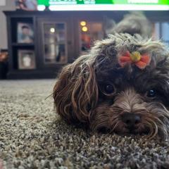 Russian Tsvetnaya Bolonka Puppies from Bolonka Treasures