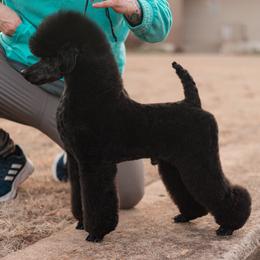 Kerry Blue Terrier and Poodle All Grown Up from Nipigon Miniature Poodles