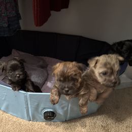 Cairn Terrier Puppies from Cook’s Cairn Terriers
