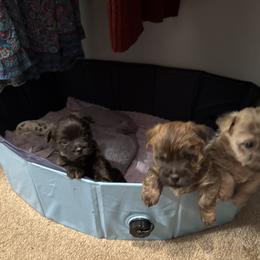 Cairn Terrier Puppies from Cook’s Cairn Terriers