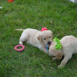 Luna (Pink collar) - Golden female Golden Retriever puppy in Webster City, Iowa from Whispering Pines Precious Puppies