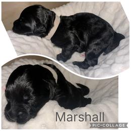 Portuguese Water Dog Puppies from Purely Opal