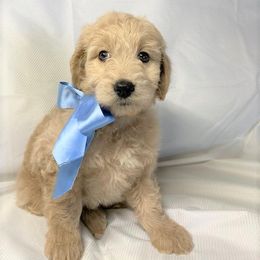 Goldendoodle Puppies from OnlyGoldendoodles