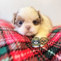 Gabe - Lilac male Shih Tzu puppy in Walkertown, North Carolina from Lil’ Bit’s Shih Tzu