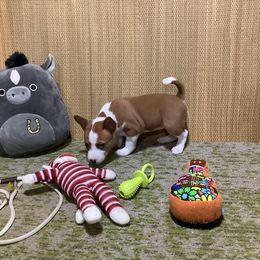 Xio - Red and white female Basenji puppy in New Albany, Indiana from My African Gems