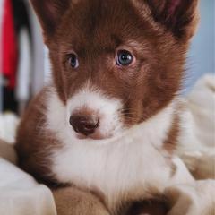Native American Indian Dog Puppies from Corn Moon Kennels: a member of the Native American Indian Dog Preservation Project
