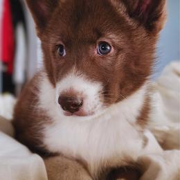 Native American Indian Dog Puppies from Corn Moon Kennels: a member of the Native American Indian Dog Preservation Project