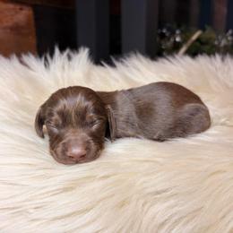 Knox - Chocolate and tan male Dachshund puppy in Washburn, Tennessee from Clinch Mountain Dachshunds