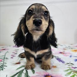 Sable male - Sable male Dachshund puppy in Belle Rive, Illinois from Akin's Miniature Dachshunds, LLC