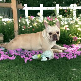 Boston Terrier and French Bulldog All Grown Up from Classic Boston Terriers and French Bulldogs