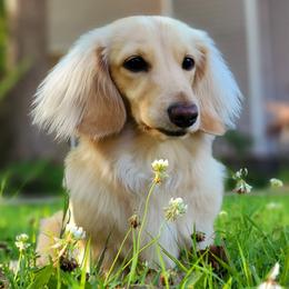 Poppy - Dachshund