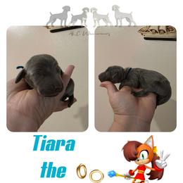 TIARA THE MANX - Blue female Weimaraner puppy in Ferrum, Virginia from LAAT Weims