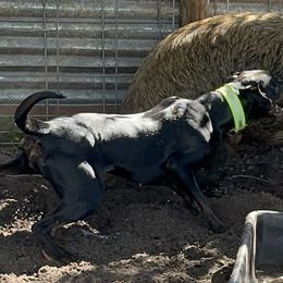 Rizzo - Catahoula Leopard Dog