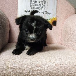 Jacks - Black and white male Chihuahua puppy in Redding, California from Akc ivy league chihuahua .  Com