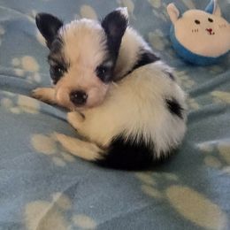 Monty (Mister Monarch) - White and black male Papillon puppy in Grand Saline, Texas from Oldfield Outdoors