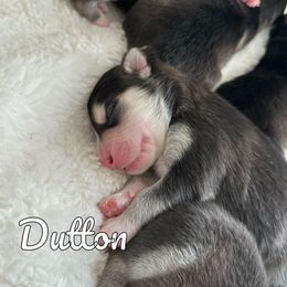 Pomsky Puppies from Proper Rose Pomskies