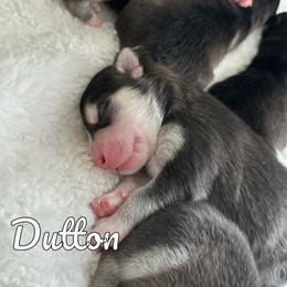 Pomsky Puppies from Proper Rose Pomskies